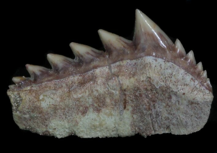 Fossil Cow Shark (Hexanchus) Tooth - Morocco #35020